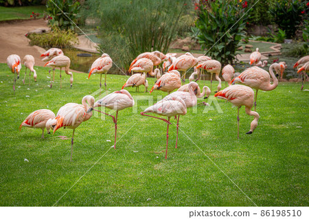 A flock of pink flamingos in a meadow in Loro Parque, Tenerife  86198510