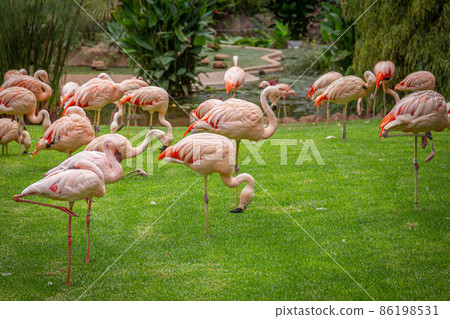 A flock of pink flamingos in a meadow in Loro Parque, Tenerife  86198531
