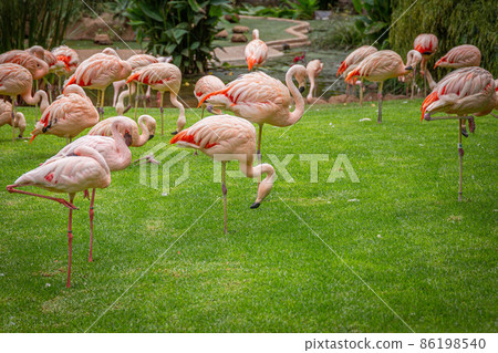 A flock of pink flamingos in a meadow in Loro Parque, Tenerife  86198540