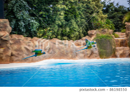 Parrots fly over the pool during a show at Loro Parque, Tenerife Parrots fly over the pool during a show at Loro Parque, Tenerife 86198550