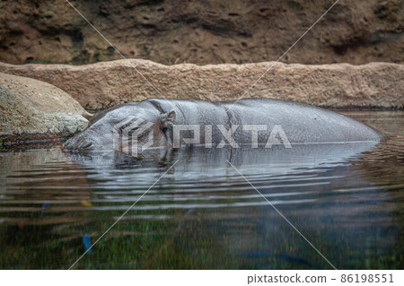 A hippopotamus hides in the water in Loro Parque, Tenerife A hippopotamus hides in the water in Loro Parque, Tenerife 86198551