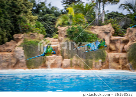 Parrots fly over the pool during a show at Loro Parque, Tenerife Parrots fly over the pool during a show at Loro Parque, Tenerife 86198552