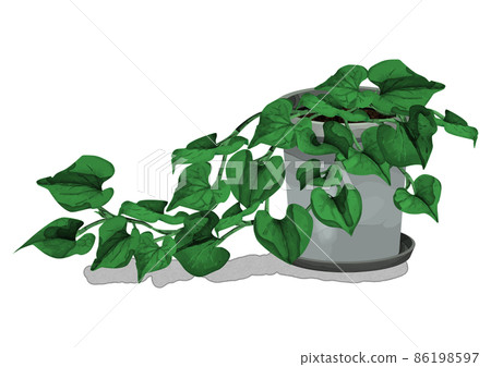 Planting pot foliage plant 86198597