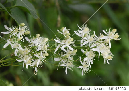 Wild grass Wild grass 86198630