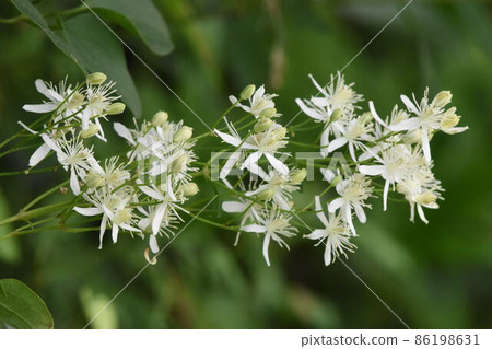 Wild grass Wild grass 86198631