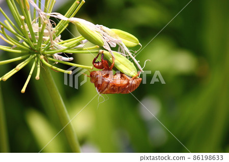 Cicada larvae husks held by plants Cicada larvae husks held by plants 86198633