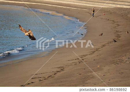 Black kite flying on the sandy beach of Nakabayashi coast 86198692