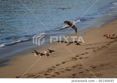 A flock of black kites dancing on the Nakabayashi coast A flock of black kites dancing on the Nakabayashi coast 86198695