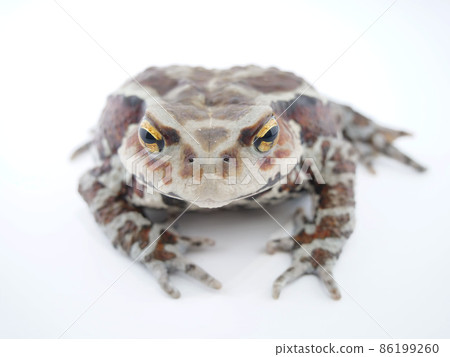 Color-changing toad 86199260