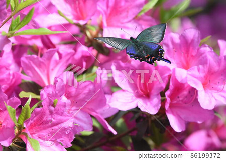 Callus Swallowtail 86199372