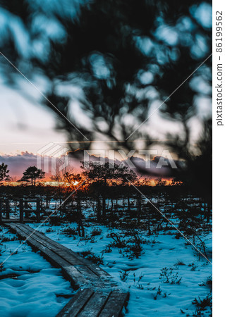 Beautiful nature landscape. Sunset on a snowy swamp in winter. Selective focus 86199562