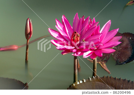 lotus flower with insect at park with the bokeh light background. bee on a lotus.above lotus flower with insect at park with the bokeh light background. bee on a lotus.above 86200496