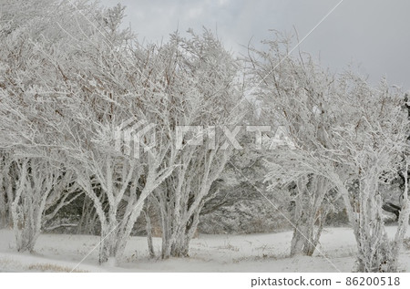 Superb view of midwinter Superb view of midwinter 86200518