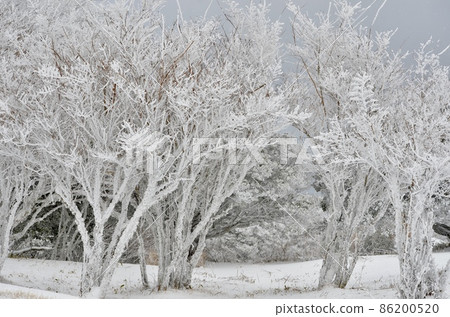 Superb view of midwinter Superb view of midwinter 86200520