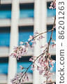 Sakura city cherry blossoms 86201263