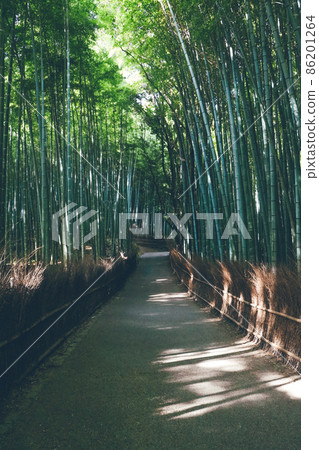 Small diameter of bamboo grove Small diameter of bamboo grove 86201264
