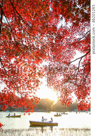 autumn autumn 86201265