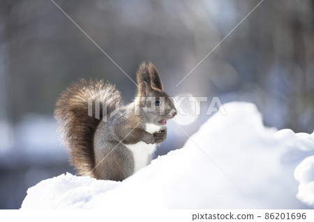 Ezorisu Ezorisu 86201696