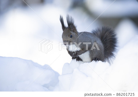 Ezolith Ezolith 86201725