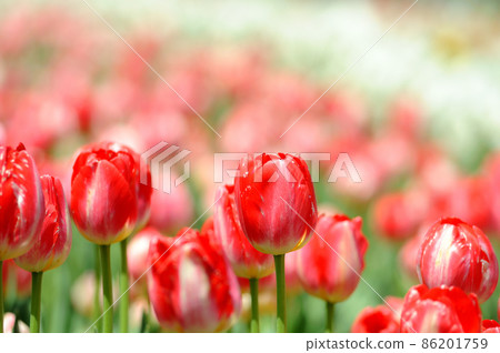 Tulip field Tulip field 86201759