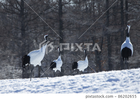 Dandoral cranes 86202655