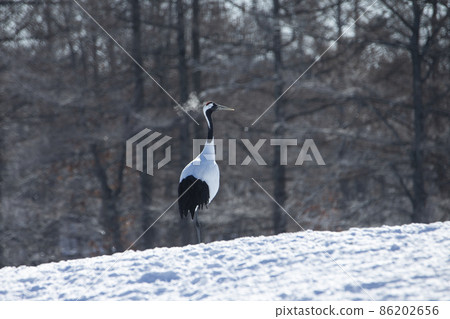 Dandoral cranes Dandoral cranes 86202656