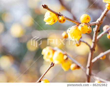 The arrival of spring, a beautiful Japanese allspice that bloomed in full bloom The arrival of spring, a beautiful Japanese allspice that bloomed in full bloom 86202862