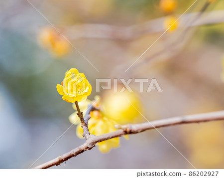The arrival of spring, a beautiful Japanese allspice that bloomed in full bloom 86202927