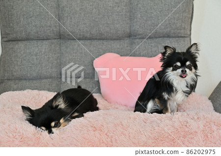 Chihuahua sleeping on a pink cushion and Chihuahua with a tongue sticking out 86202975