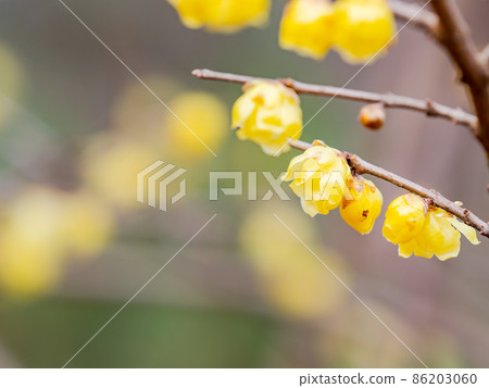 The arrival of spring, a beautiful Japanese allspice that bloomed in full bloom The arrival of spring, a beautiful Japanese allspice that bloomed in full bloom 86203060