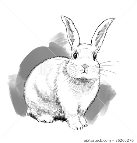 正面兔子筆繪圖-灰色背景 正面兔子筆繪圖-灰色背景 86203276