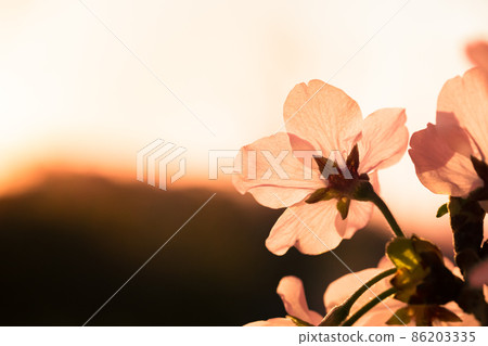 櫻花在早晨的陽光下閃閃發光 櫻花在早晨的陽光下閃閃發光 86203335