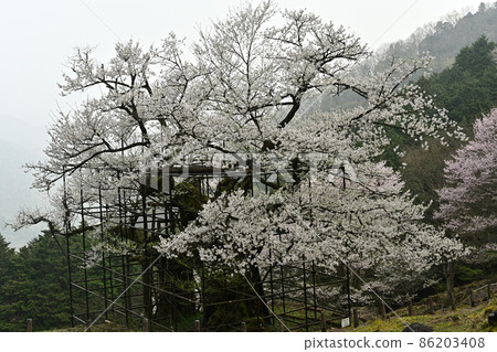 來自垂海的大櫻花 86203408