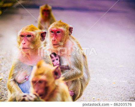 Monkey family and mother and baby animal wildlife in nature 86203576