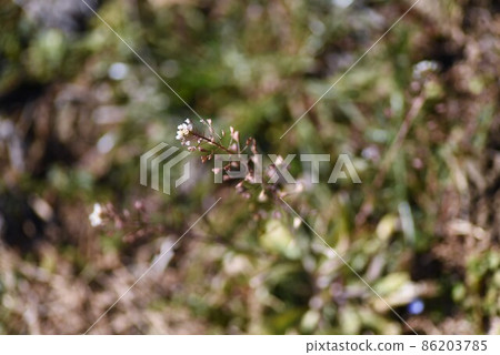 Shepherd's purse flowers in winter Shepherd's purse flowers in winter 86203785