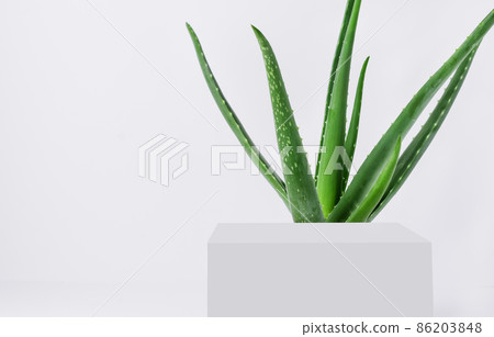 Aloe vera background for natural cosmetics. Aloe vera plant and podium for your design. Aloe vera background for natural cosmetics. Aloe vera plant and podium for your design. 86203848