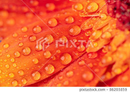 Orange gerbera flower with water drops close up. Macro photography of gerbera flower head. 86203859