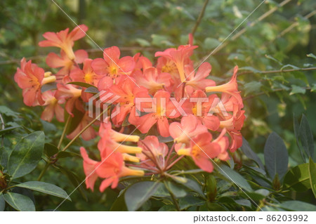 Malaysia rhododendron Malaysia rhododendron 86203992