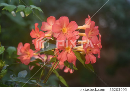 Malaysia rhododendron 86203993