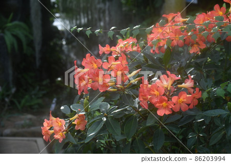 Malaysia rhododendron Malaysia rhododendron 86203994