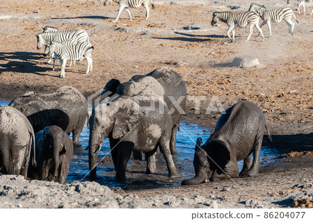 Close-up of a large herd of Elephants Bathing an Drinking in a waterhole Close-up of a large herd of Elephants Bathing an Drinking in a waterhole 86204077