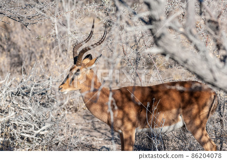 An impala hiding behind the bushes An impala hiding behind the bushes 86204078