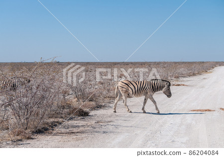 Burchell zebra -Equus quagga burchelli- Grazing on the plains of Etosha Burchell zebra -Equus quagga burchelli- Grazing on the plains of Etosha 86204084