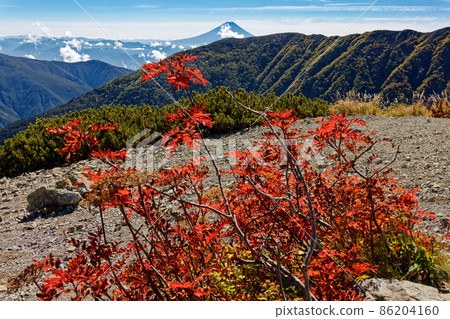 Autumn leaves of rowan and Mt. Fuji on the Kitadake ridgeline in the Southern Alps 86204160