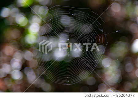 一個美麗的蜘蛛網 86204377