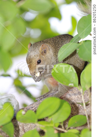 the Sciuridae on tree. Squirrel, Rodent mammals the Sciuridae on tree. Squirrel, Rodent mammals 86205250