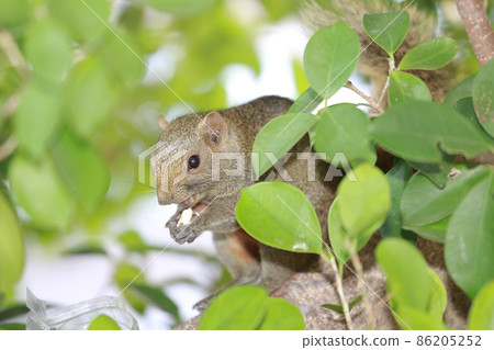 the Sciuridae on tree. Squirrel, Rodent mammals 86205252