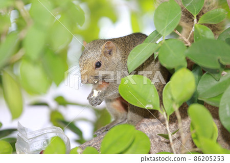 the Sciuridae on tree. Squirrel, Rodent mammals the Sciuridae on tree. Squirrel, Rodent mammals 86205253