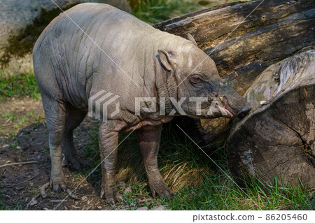 Babirusa Celebes (Babyrousa babyrussa) endangered animal species. 86205460