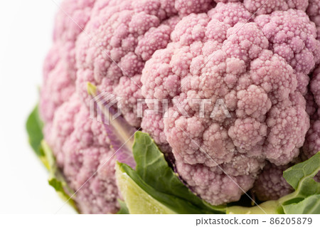 紫菜花 紫菜花 86205879